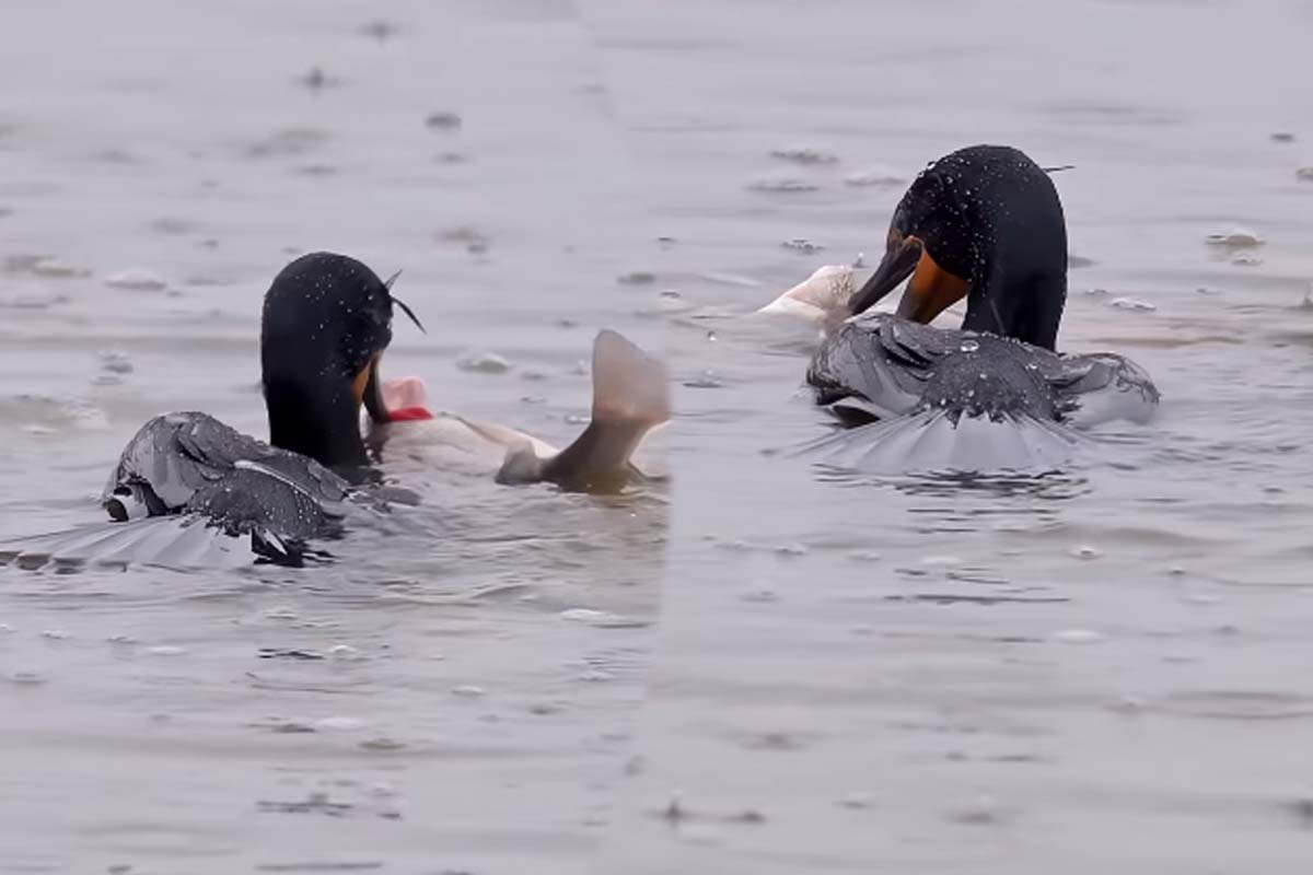 வைரல் வீடியோ: பிரமிக்க வைக்கும் மீன் வேட்டை காட்சி – பெரிய மீனை அசால்டாக விழுங்கிய நீர்பறவை!