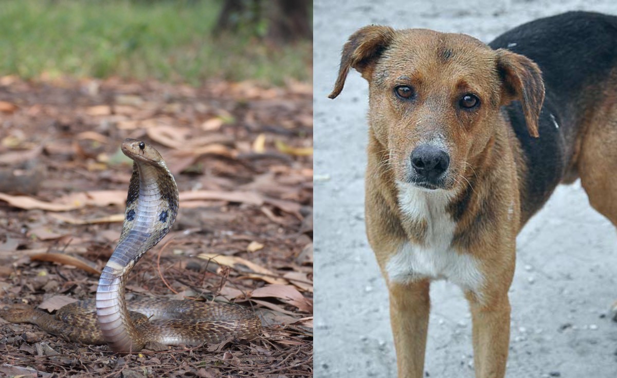 30 குழந்தைகளை காப்பாற்றிய நாய்: உயிர்தியாகத்திற்கு கிராமம் முழுவதும் இறுதிச்சடங்கு