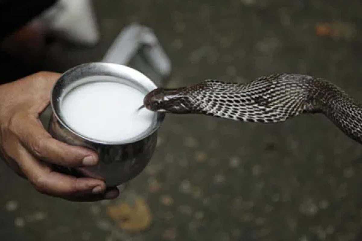 பாம்புகள் உண்மையில் பால் குடிக்குமா? – புற்றில் பால் ஊற்றும் பழக்கத்தின் அறிவியல் விளக்கம்