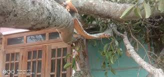 நாவலப்பிட்டியில் மரம் முறிந்து விழுந்து கோர விபத்து – பாடசாலை மாணவன் உட்பட மூவர் உயிரிழப்பு