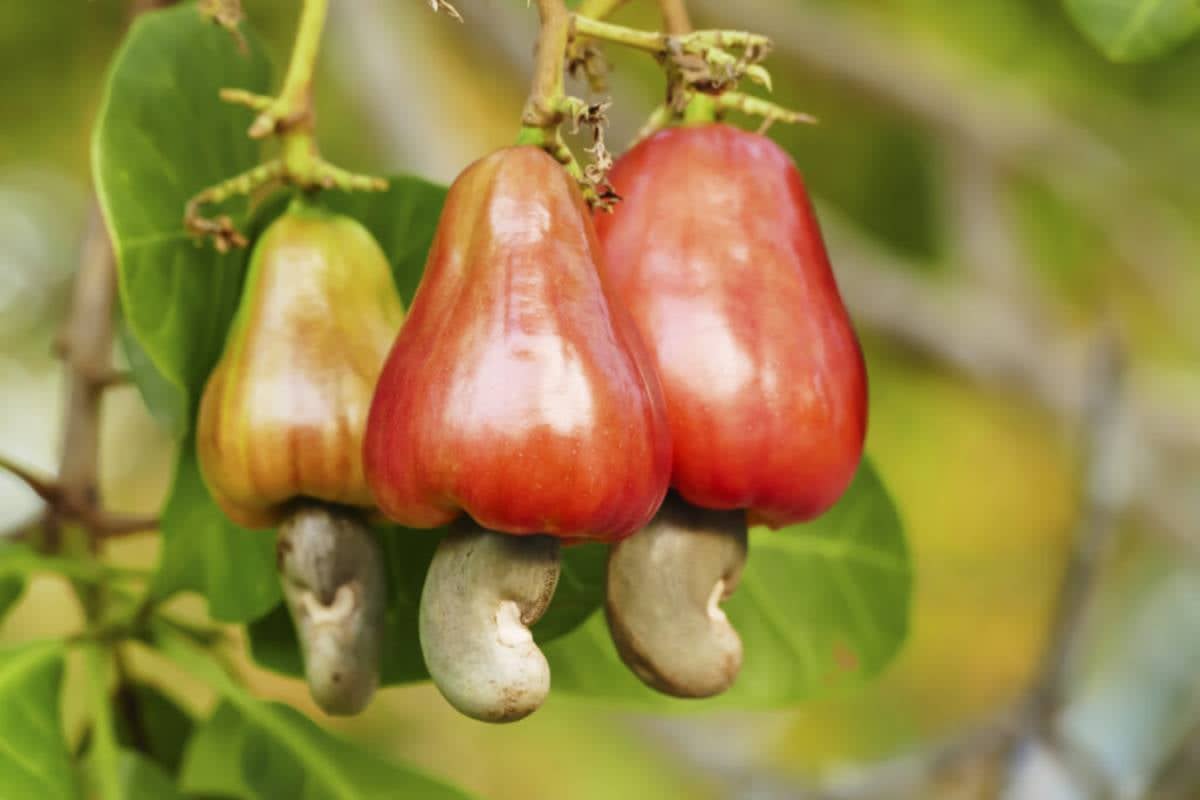 முந்திரி பழம் பறிக்கச் சென்ற நபர் சுட்டுக்கொலை! புத்தளத்தில் அதிர்ச்சி சம்பவம்