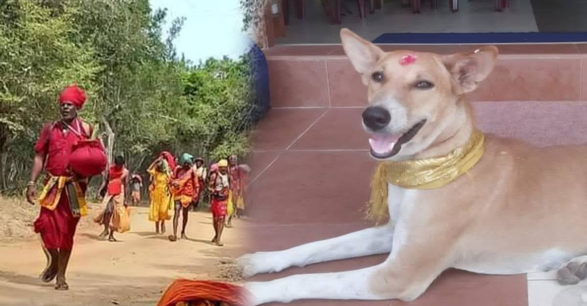 யாழ்ப்பாணம் முதல் கதிர்காமம் வரை பக்தர்களுடன் நாட்கள் பயணித்த நாய்; பக்தர்களை நெகிழ வைத்த சம்பவம்