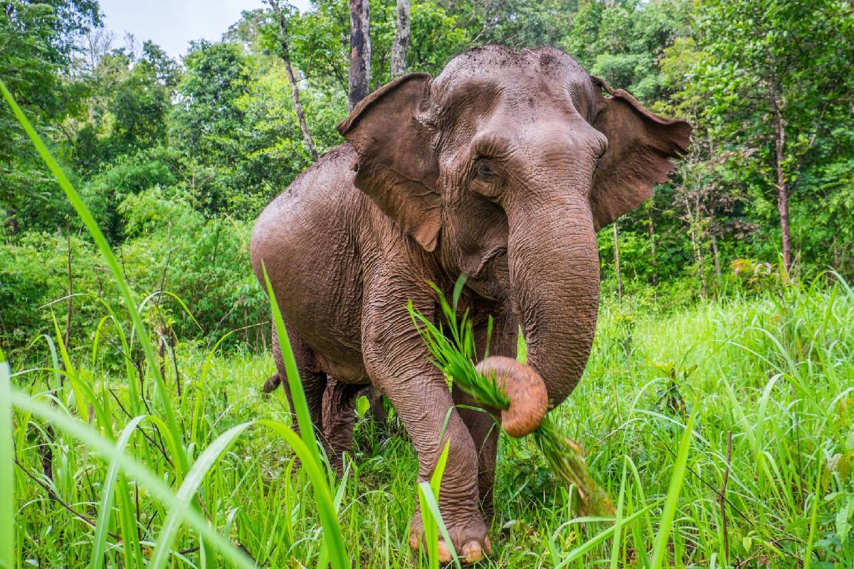 மாத்தளையில் காட்டு யானை தாக்கி வயது பெண் உயிரிழப்பு
