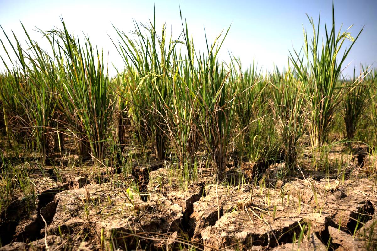 தீவிரமடையும் எல் நினோ நிலைமை - அதிக மழை மற்றும் வெள்ள அபாயத்தில் இலங்கை