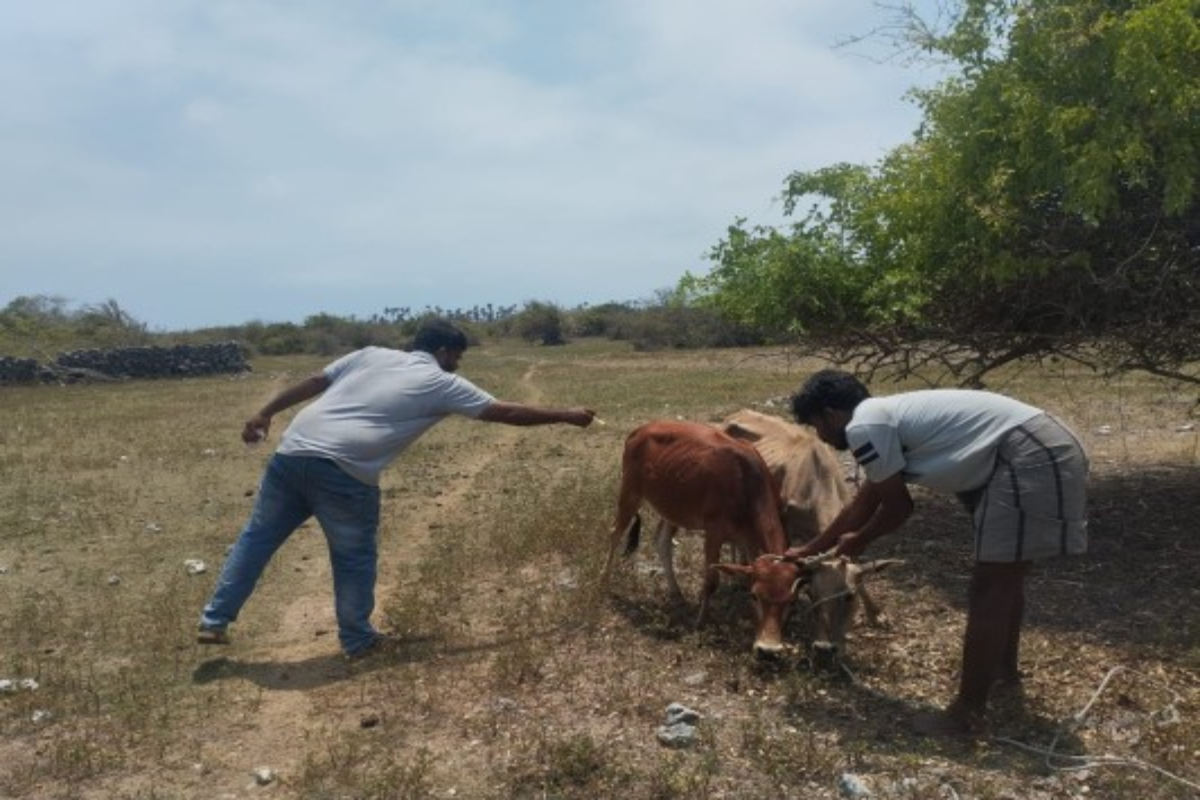 யாழில் கால்நடைகளை வளர்ப்போரின் கவனத்திற்கு ; விடுக்கப்பட்டுள்ள எச்சரிக்கை