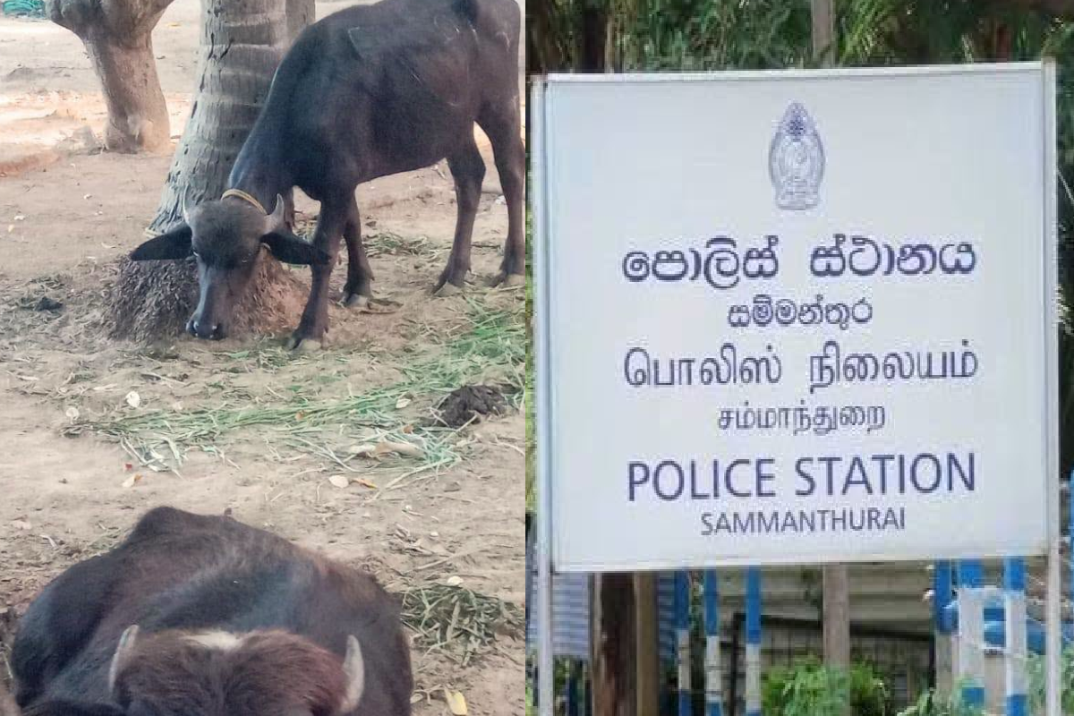 சம்மாந்துறையில் காணாமல் போன எருமைகளில் மீட்பு ; இருவர் கைது